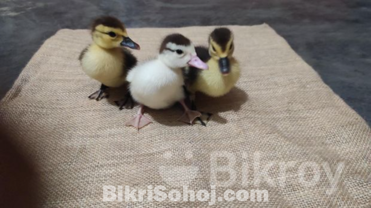 চিনা হাসের বাচ্চা